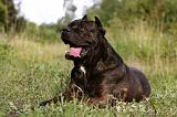 CANE CORSO 903